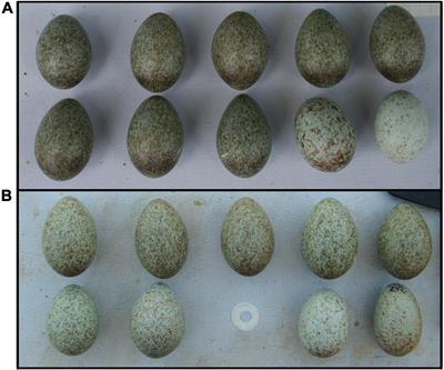 The Role of Intra-Clutch Variation of Magpie Clutches in Foreign Egg Rejection Depends on the Egg Trait Considered